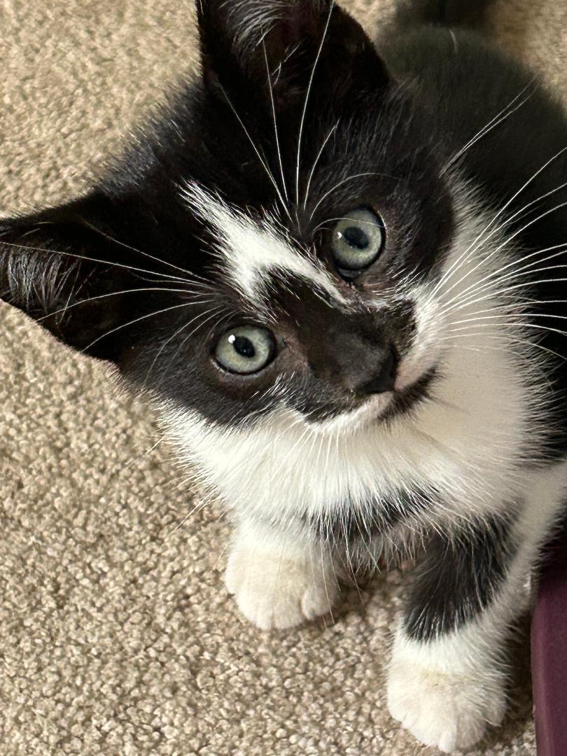 Timmy, Adoptable, Kitten Male Domestic Short Hair.