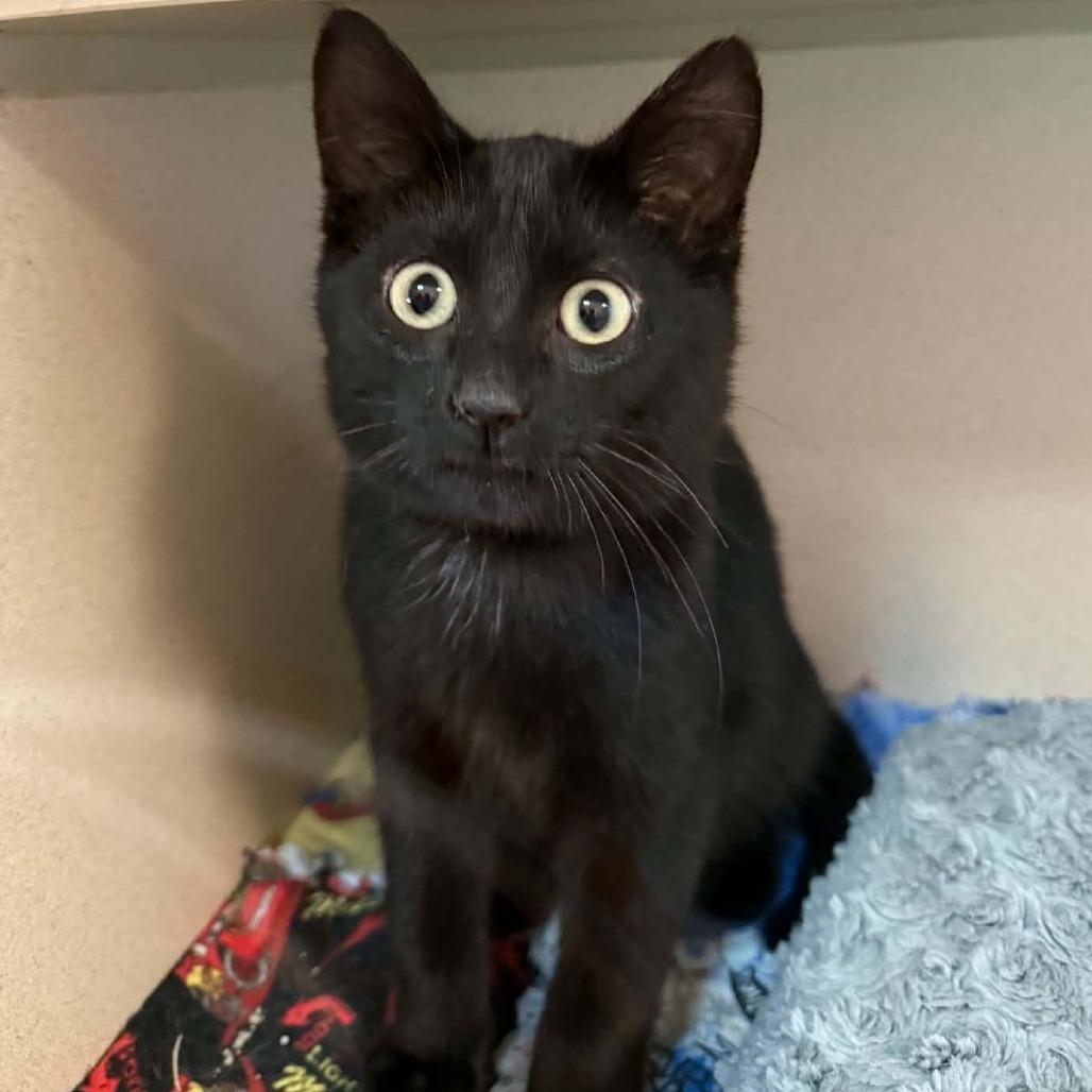 Enlarge Hades 260592, a Adopted Domestic Short Hair in Escanaba, MI image 1/1