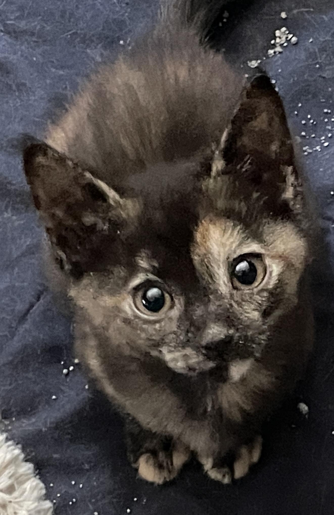 Darla, ADOPTABLE, Kitten Female Domestic Short Hair.