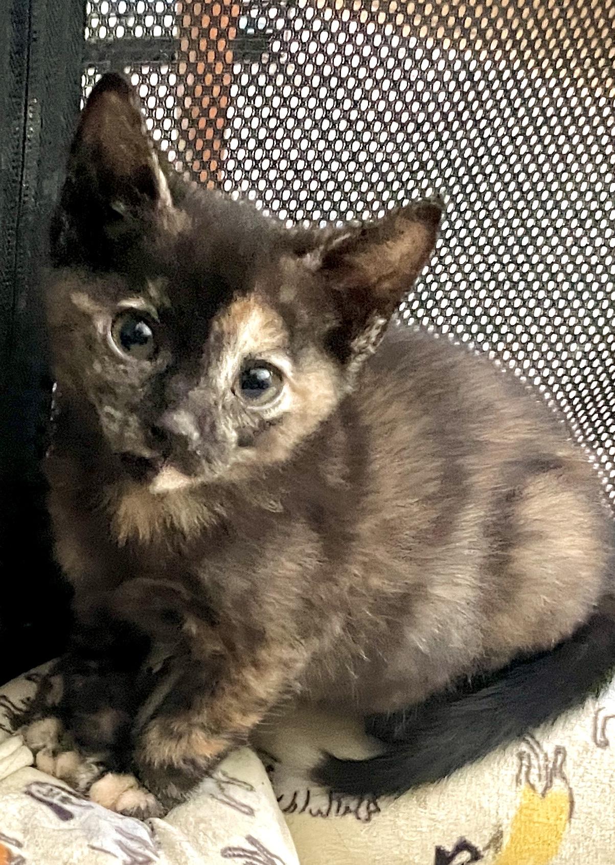 Darla, a ADOPTABLE Domestic Short Hair in Westfield, NJ image 2/2