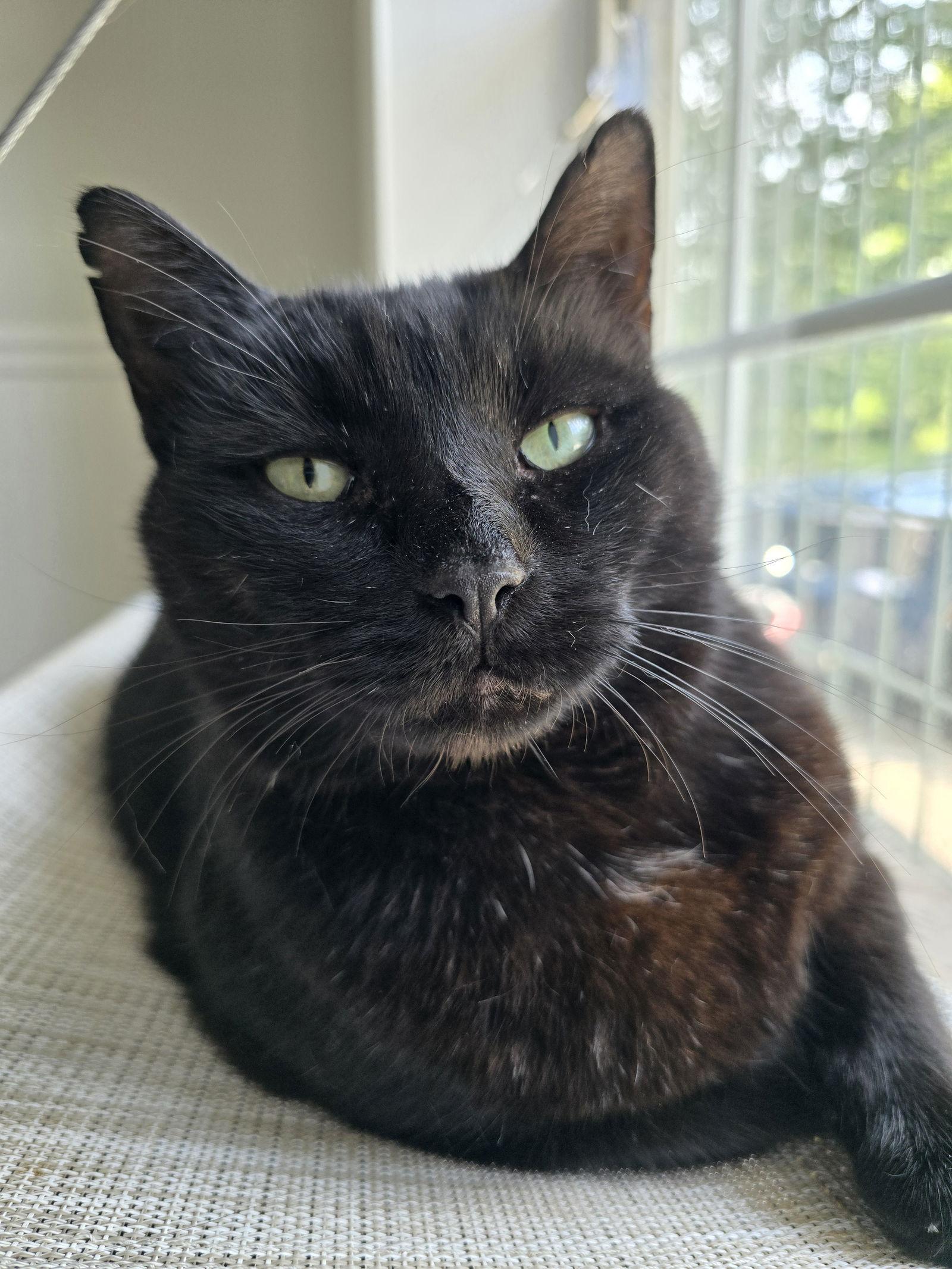 Felix, Adoptable, Adult Male Domestic Short Hair.