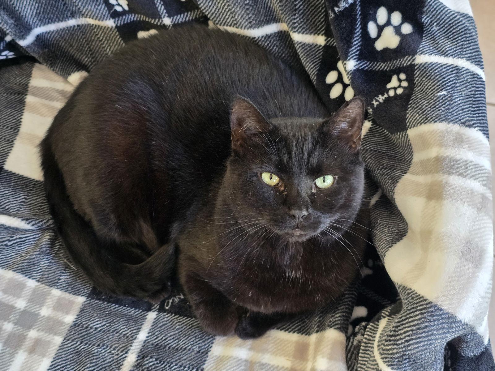 Enlarge Felix, a Adoptable Domestic Short Hair in Locust Grove, GA image 2/3