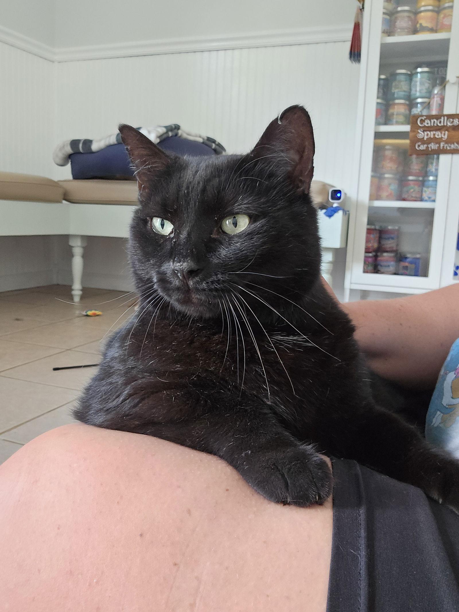 Enlarge Felix, a Adoptable Domestic Short Hair in Locust Grove, GA image 3/3