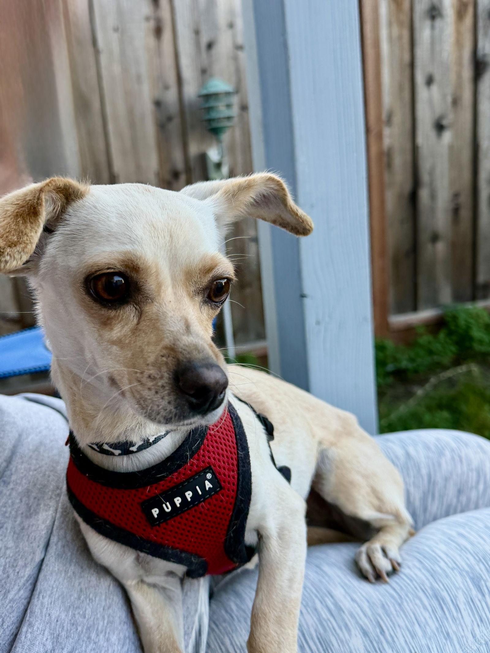 Enlarge Hope, a Adoptable mixed breed in San Francisco, CA image 1/3