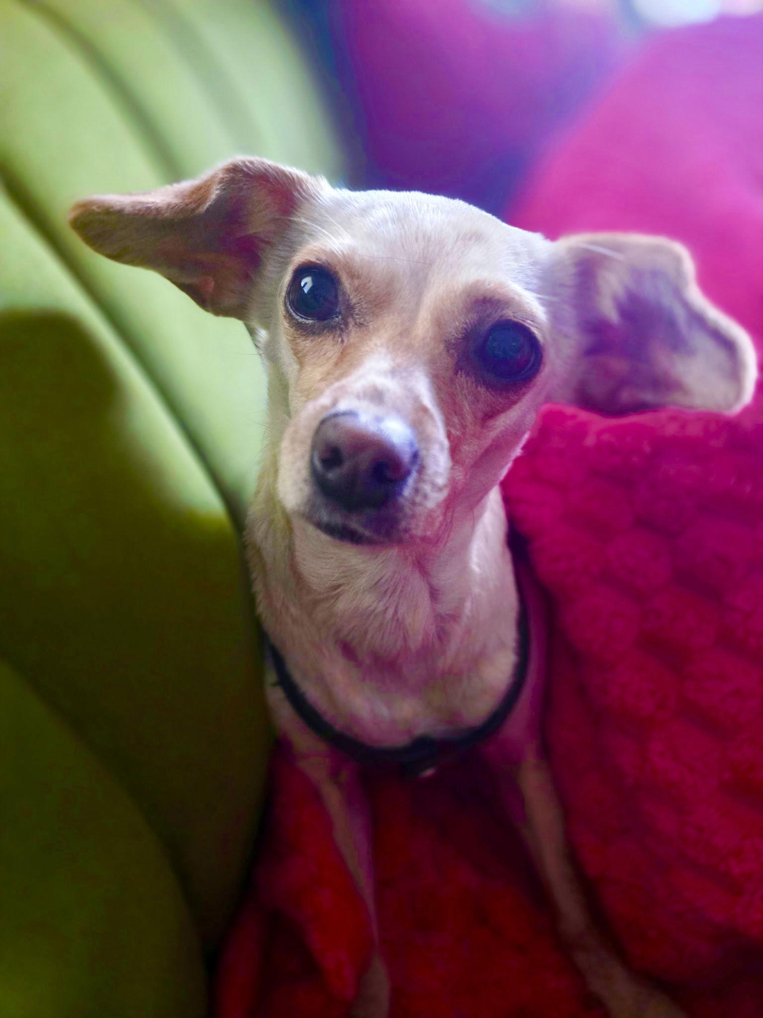 Enlarge Hope, a Adoptable mixed breed in San Francisco, CA image 2/3