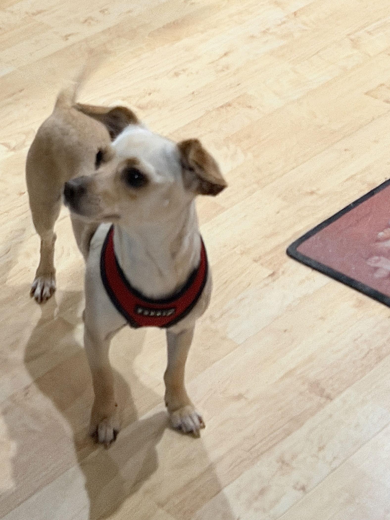 Enlarge Hope, a Adoptable mixed breed in San Francisco, CA image 2/3