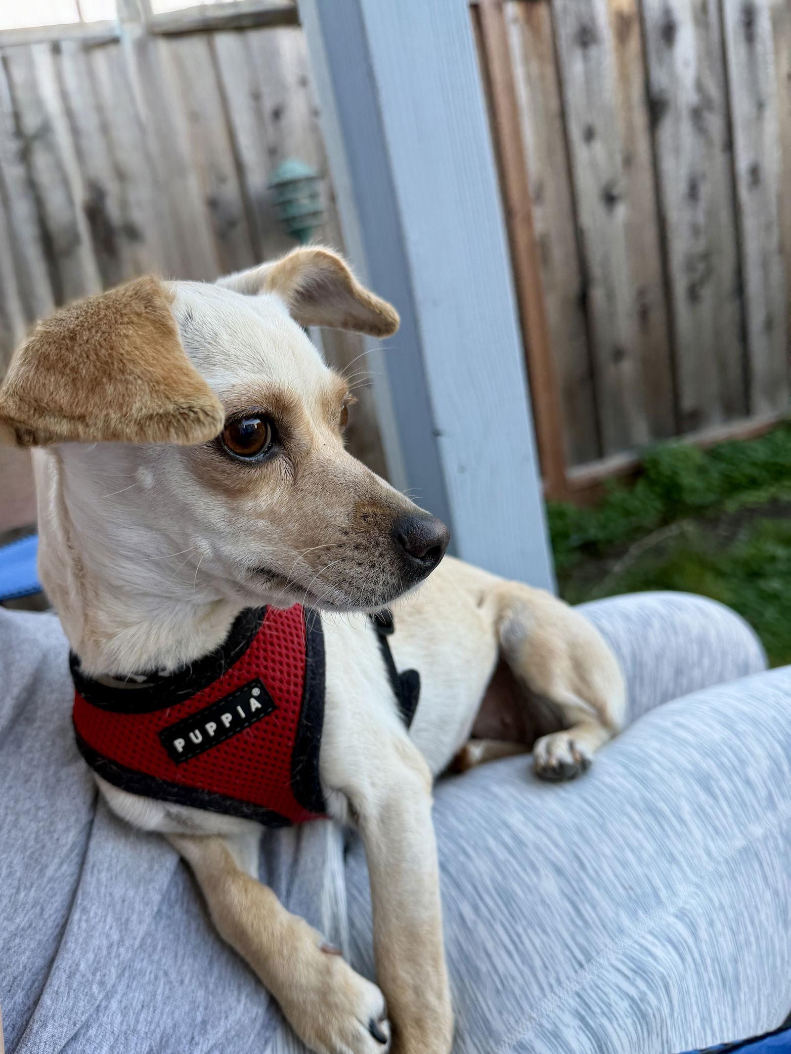 Enlarge Hope, a Adoptable mixed breed in San Francisco, CA image 3/3