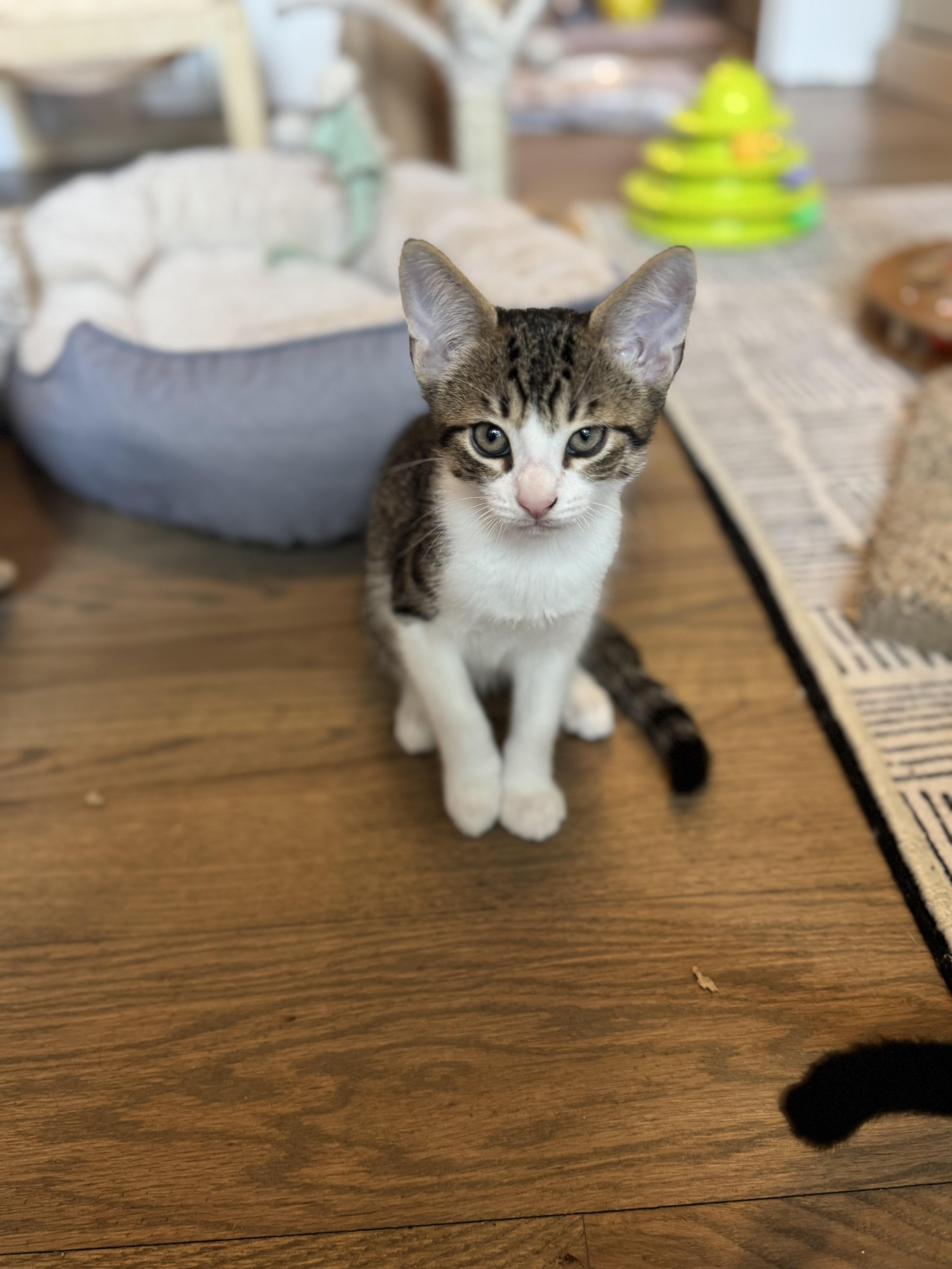 Enlarge Willie, a Adopted Domestic Short Hair in Mount Pleasant, SC image 3/4