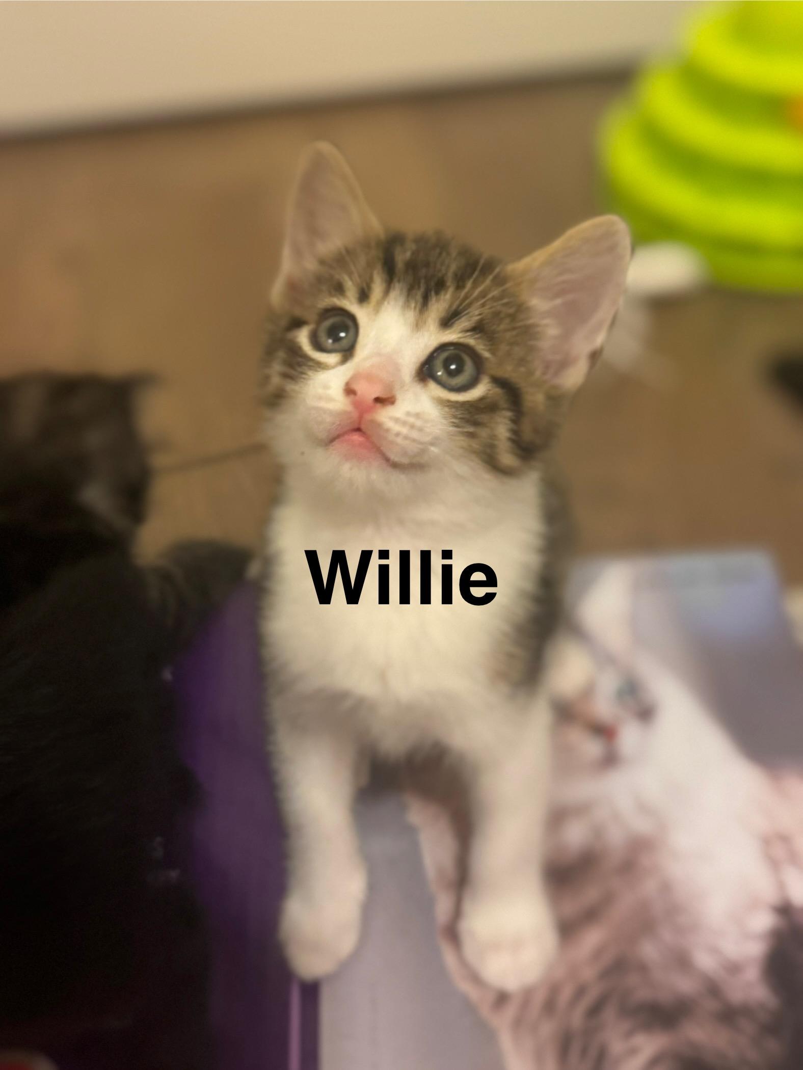 Enlarge Willie, a Adopted Domestic Short Hair in Mount Pleasant, SC image 4/4