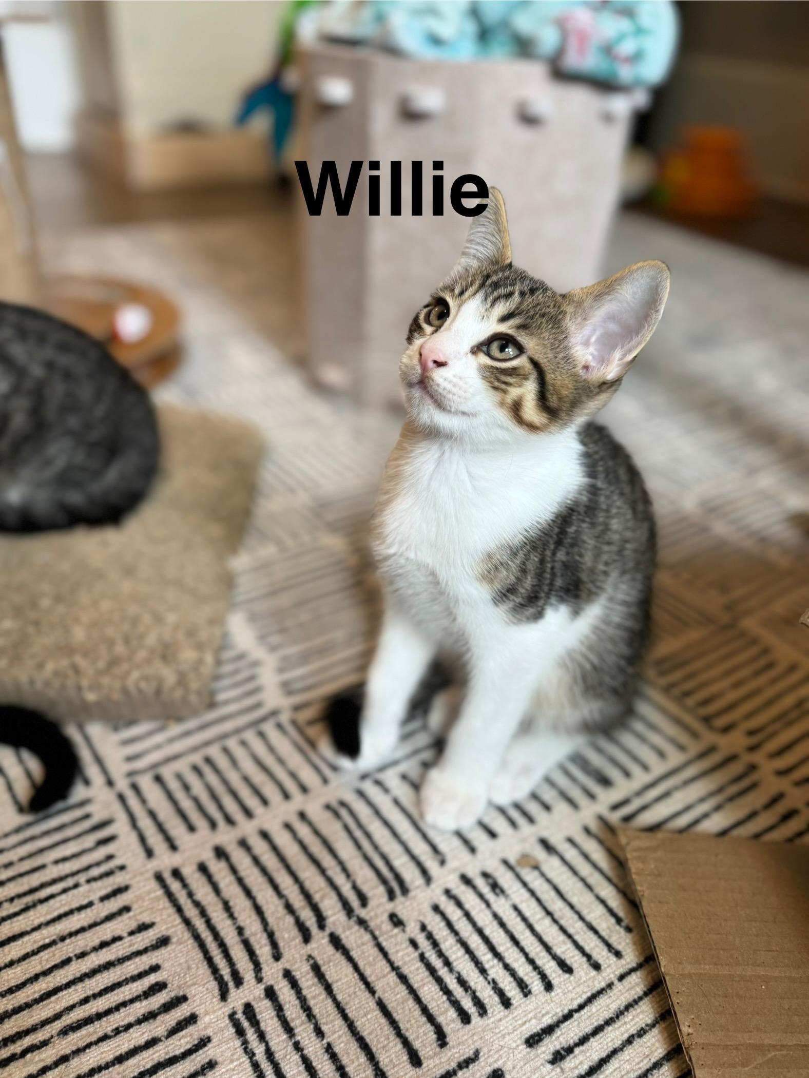 Willie, Adopted, Young Male Domestic Short Hair.
