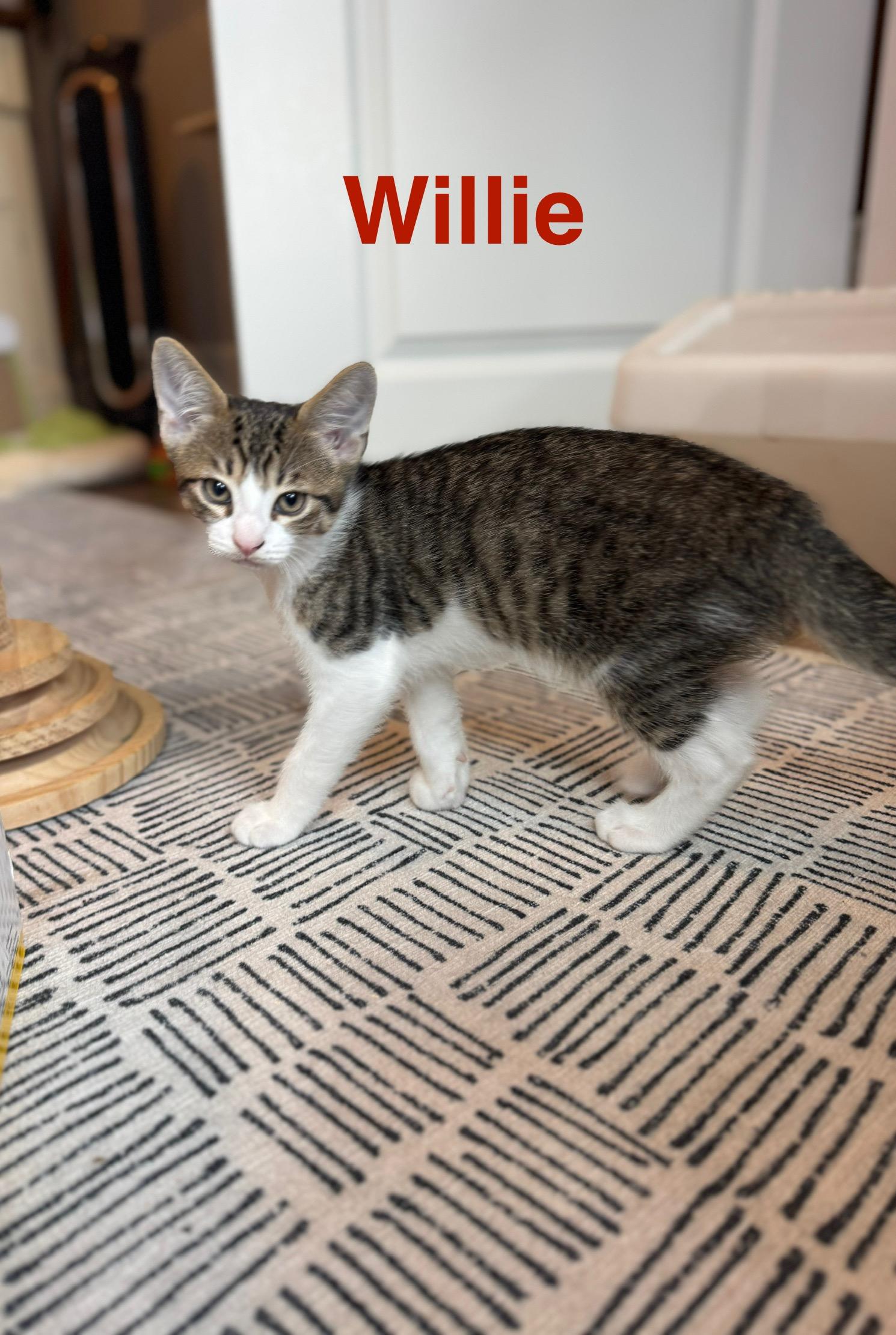 Enlarge Willie, a Adopted Domestic Short Hair in Mount Pleasant, SC image 2/4