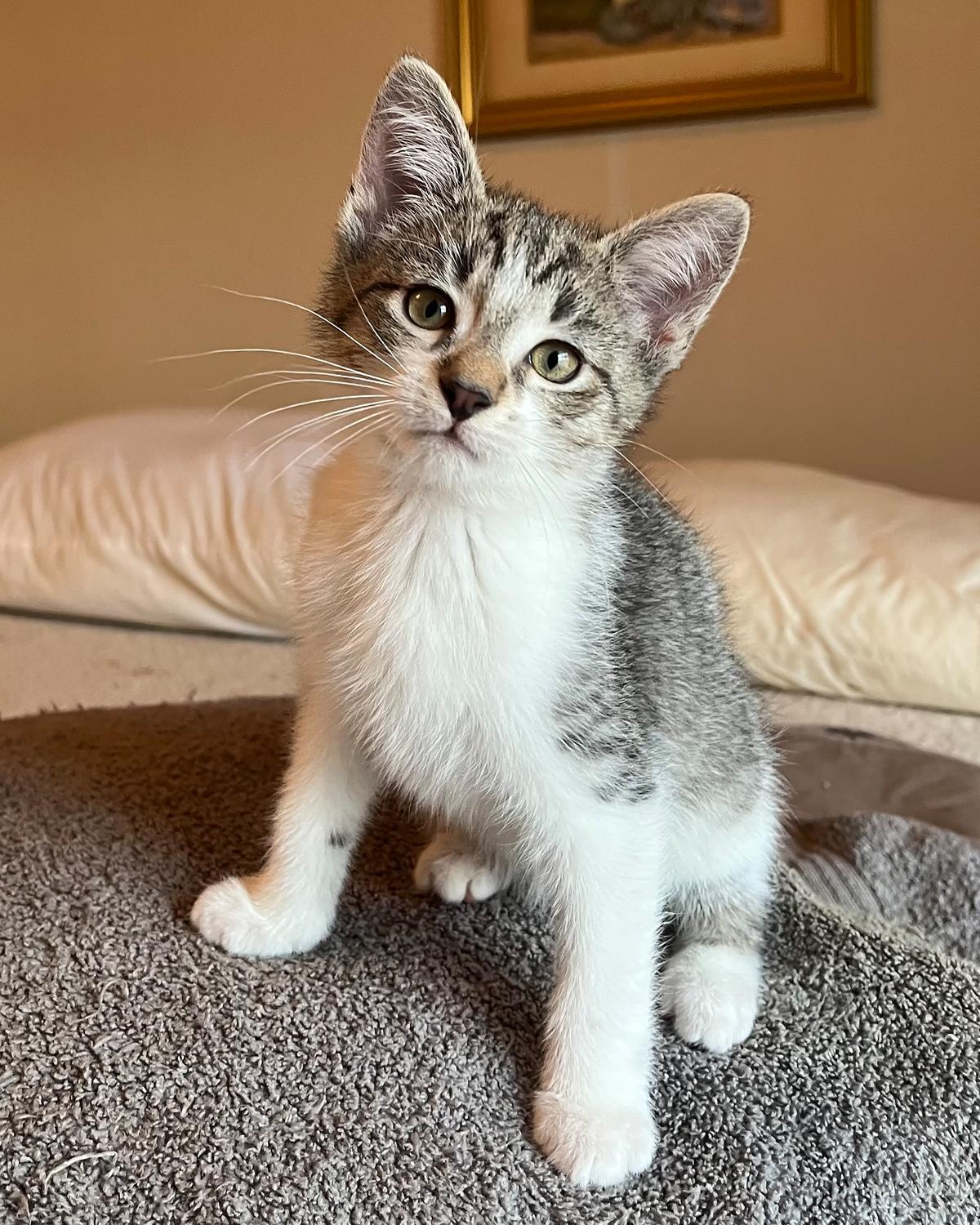 Enlarge Dali, a ADOPTABLE Domestic Short Hair in Savannah, GA image 1/2