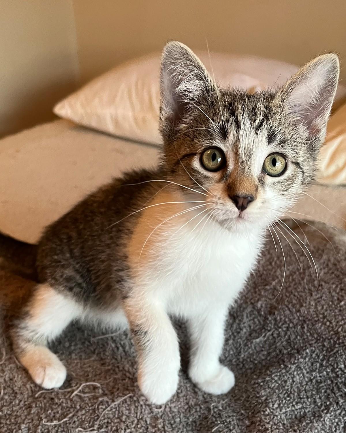 Enlarge Dali, a ADOPTABLE Domestic Short Hair in Savannah, GA image 2/2