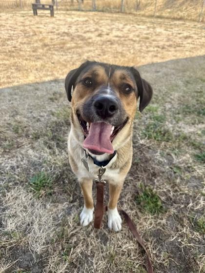 Enlarge Tulip, a ADOPTABLE mixed breed in Roseburg, OR image 1/1