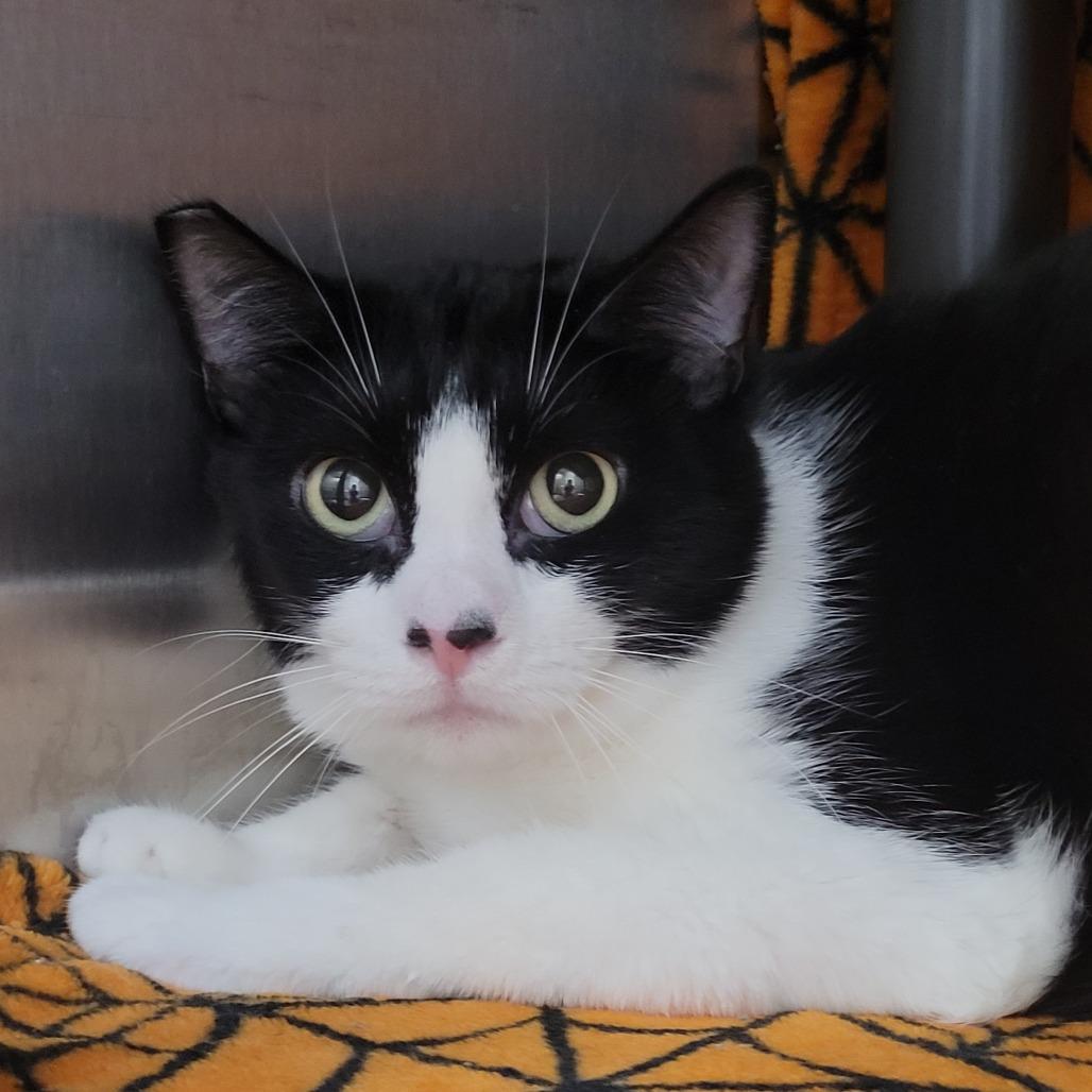 Pasta, Adoptable, Young Male Domestic Short Hair.