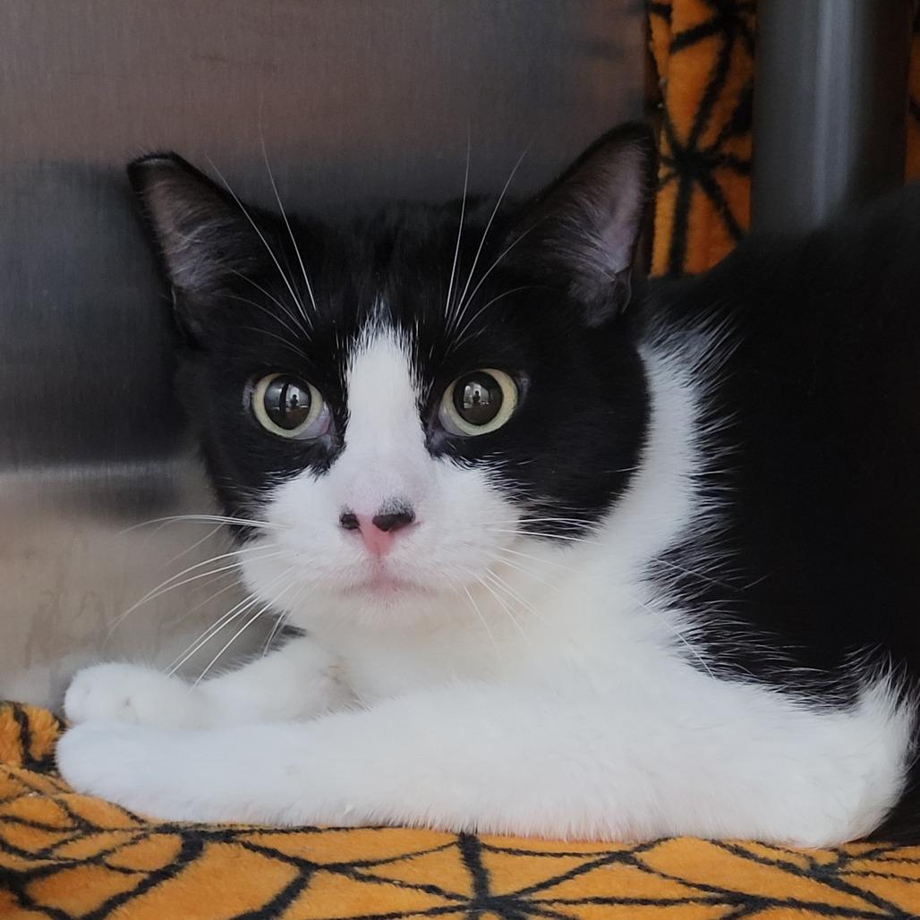 Pasta, a Adoptable Domestic Short Hair in Las Vegas, NV image 2/3