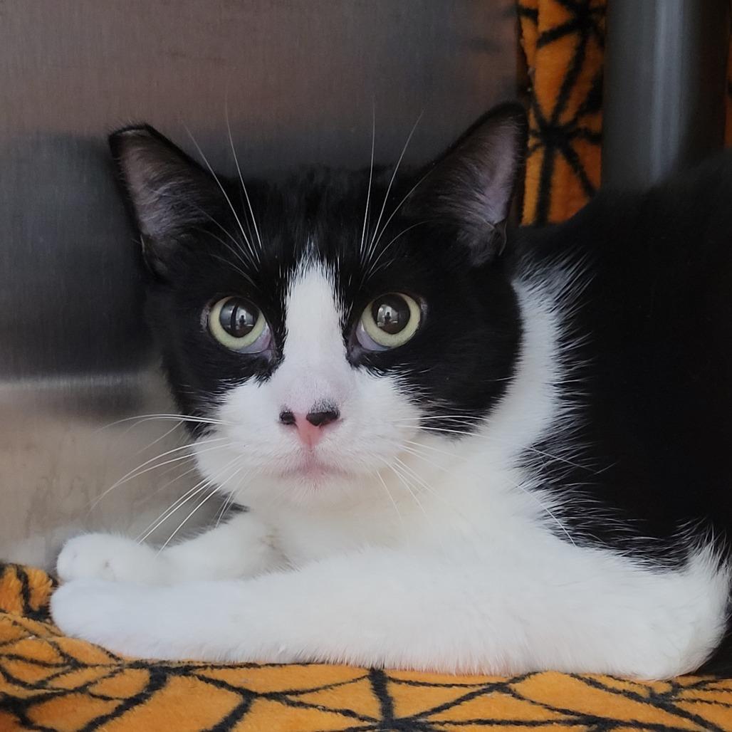 Pasta, a Adoptable Domestic Short Hair in Las Vegas, NV image 3/3