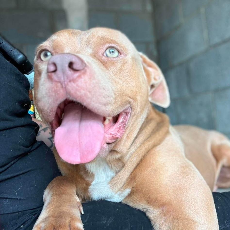 Henderson, a Adoptable Mixed Breed in North Charleston, SC image 2/6