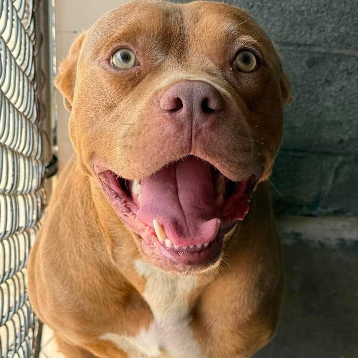 Henderson, a Adoptable Mixed Breed in North Charleston, SC image 3/6