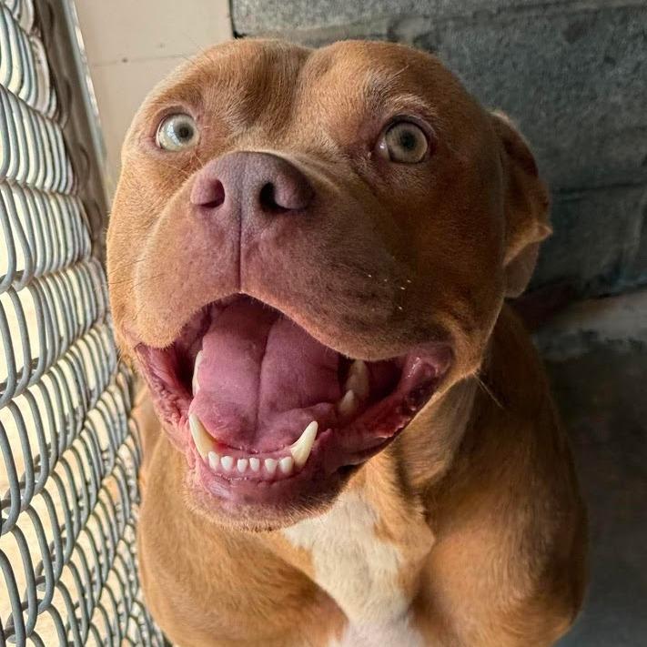 Henderson, a Adoptable Mixed Breed in North Charleston, SC image 5/6
