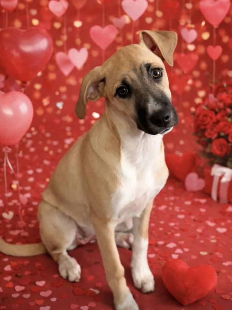 Enlarge Chicken, a ADOPTABLE mixed breed in Philadelphia, PA image 1/6