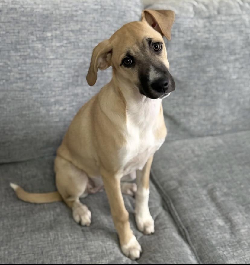 Enlarge Chicken, a ADOPTABLE mixed breed in Philadelphia, PA image 5/6