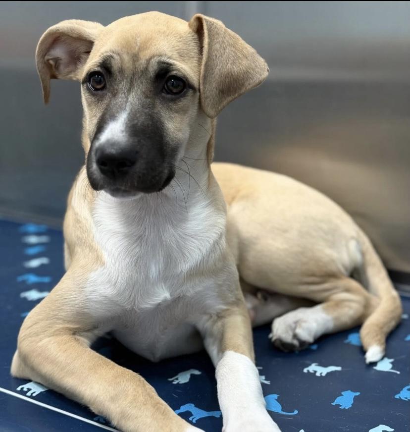 Enlarge Chicken, a ADOPTABLE mixed breed in Philadelphia, PA image 2/6