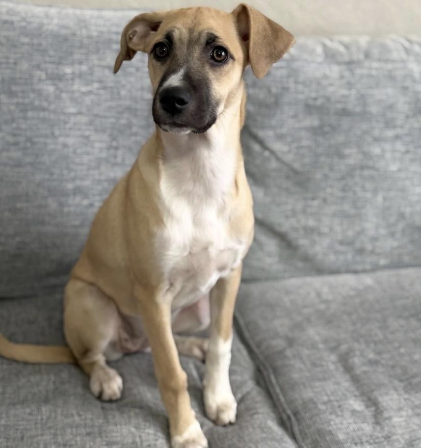 Enlarge Chicken, a ADOPTABLE mixed breed in Philadelphia, PA image 3/6