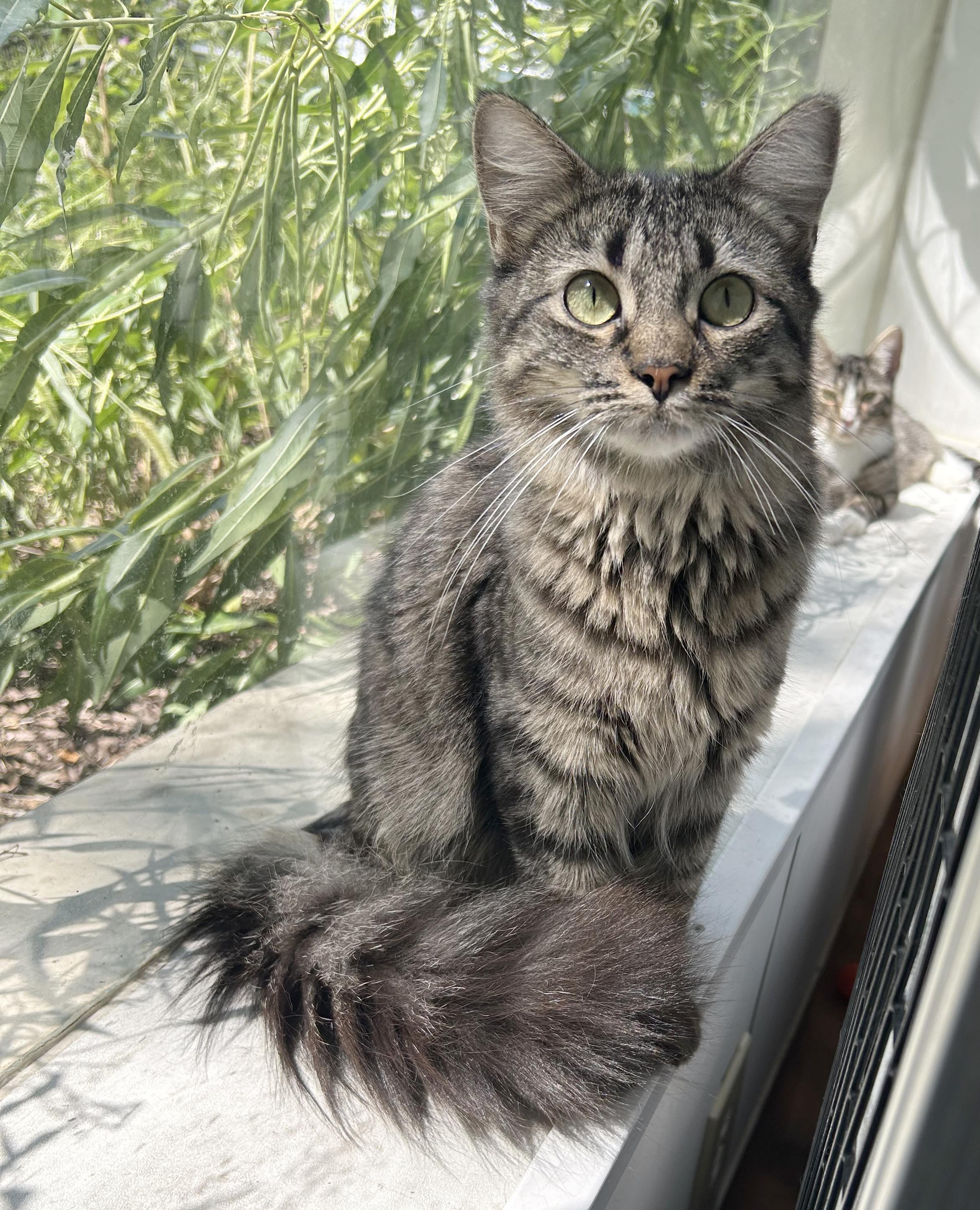 Sabrina, Adoptable, Adult Female Tabby.