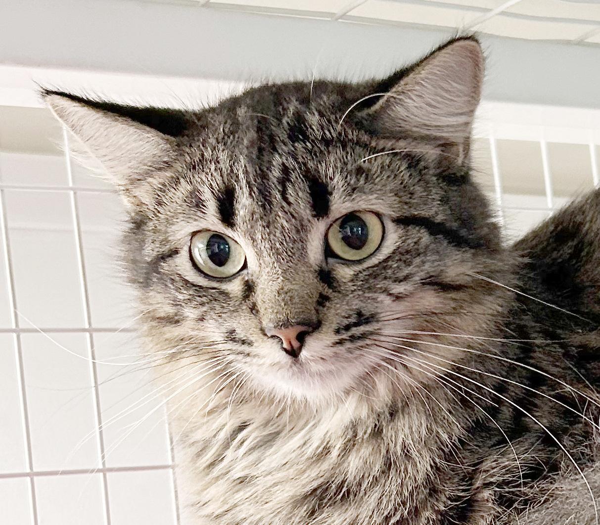Enlarge Sabrina, a Adoptable Tabby in Parkville, MO image 6/6