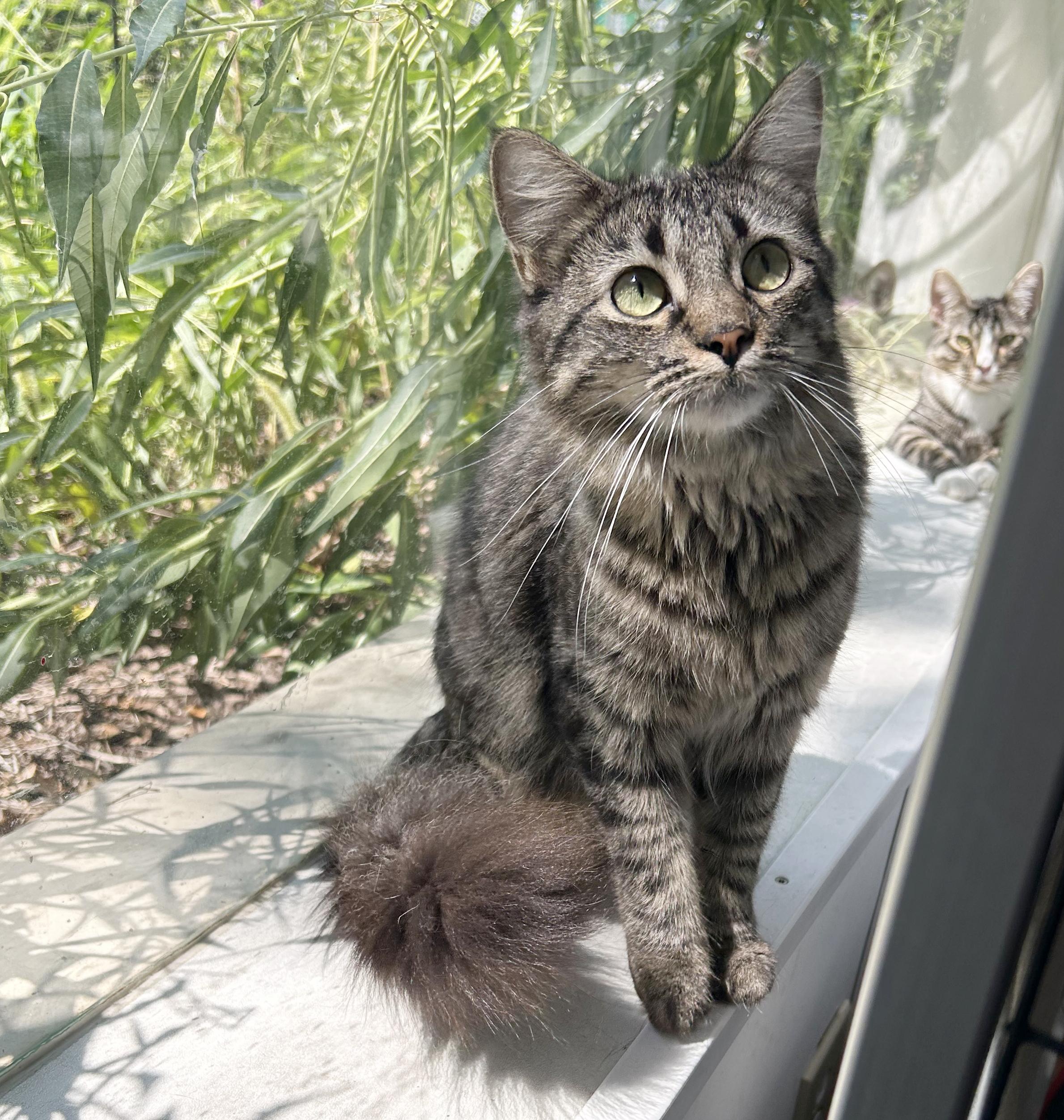 Enlarge Sabrina, a Adoptable Tabby in Parkville, MO image 2/6