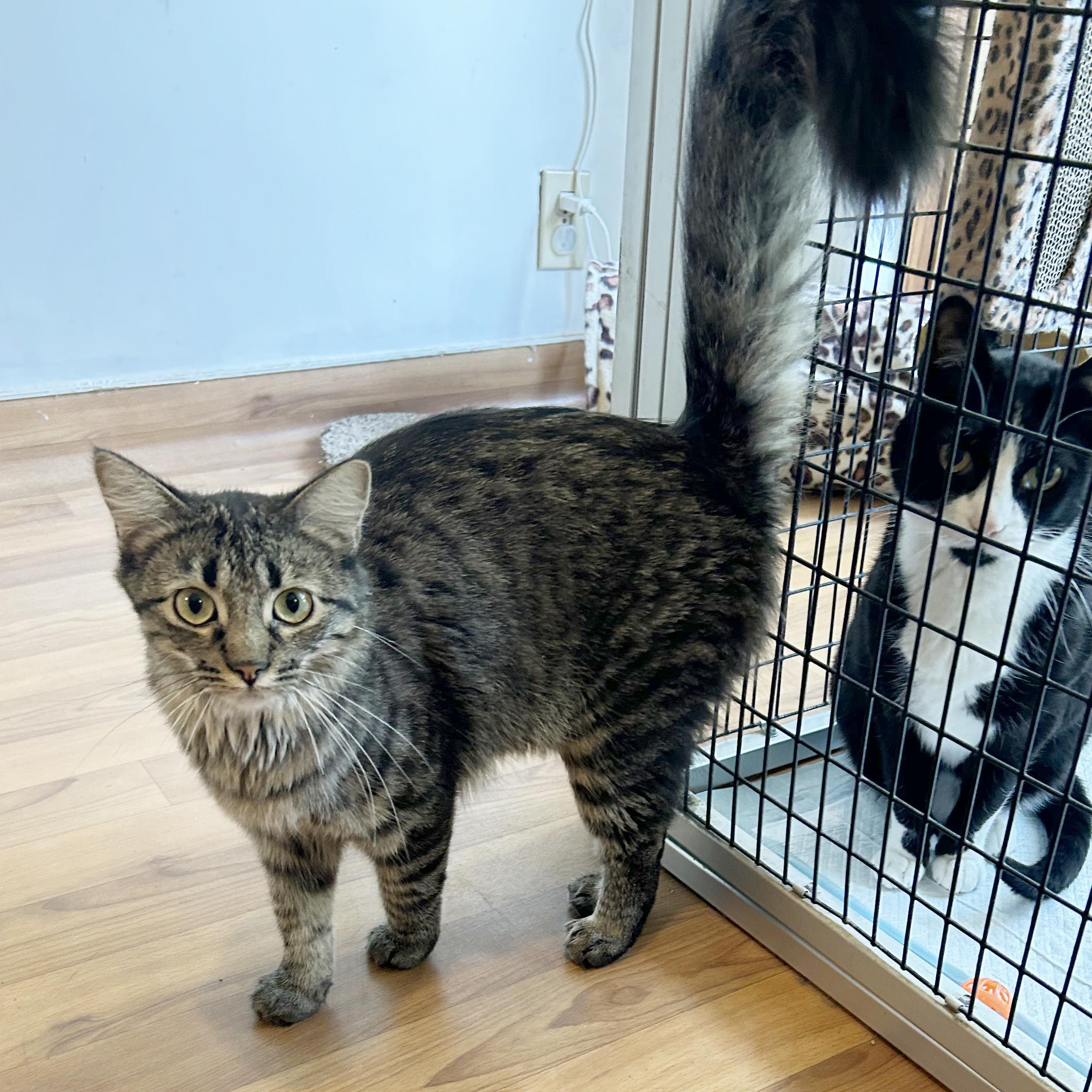 Enlarge Sabrina, a Adoptable Tabby in Parkville, MO image 4/6
