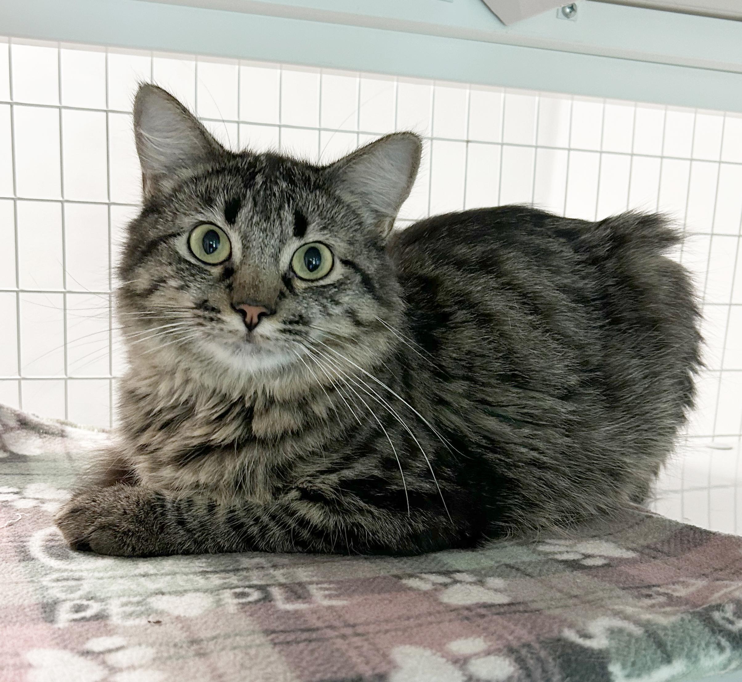 Enlarge Sabrina, a Adoptable Tabby in Parkville, MO image 5/6