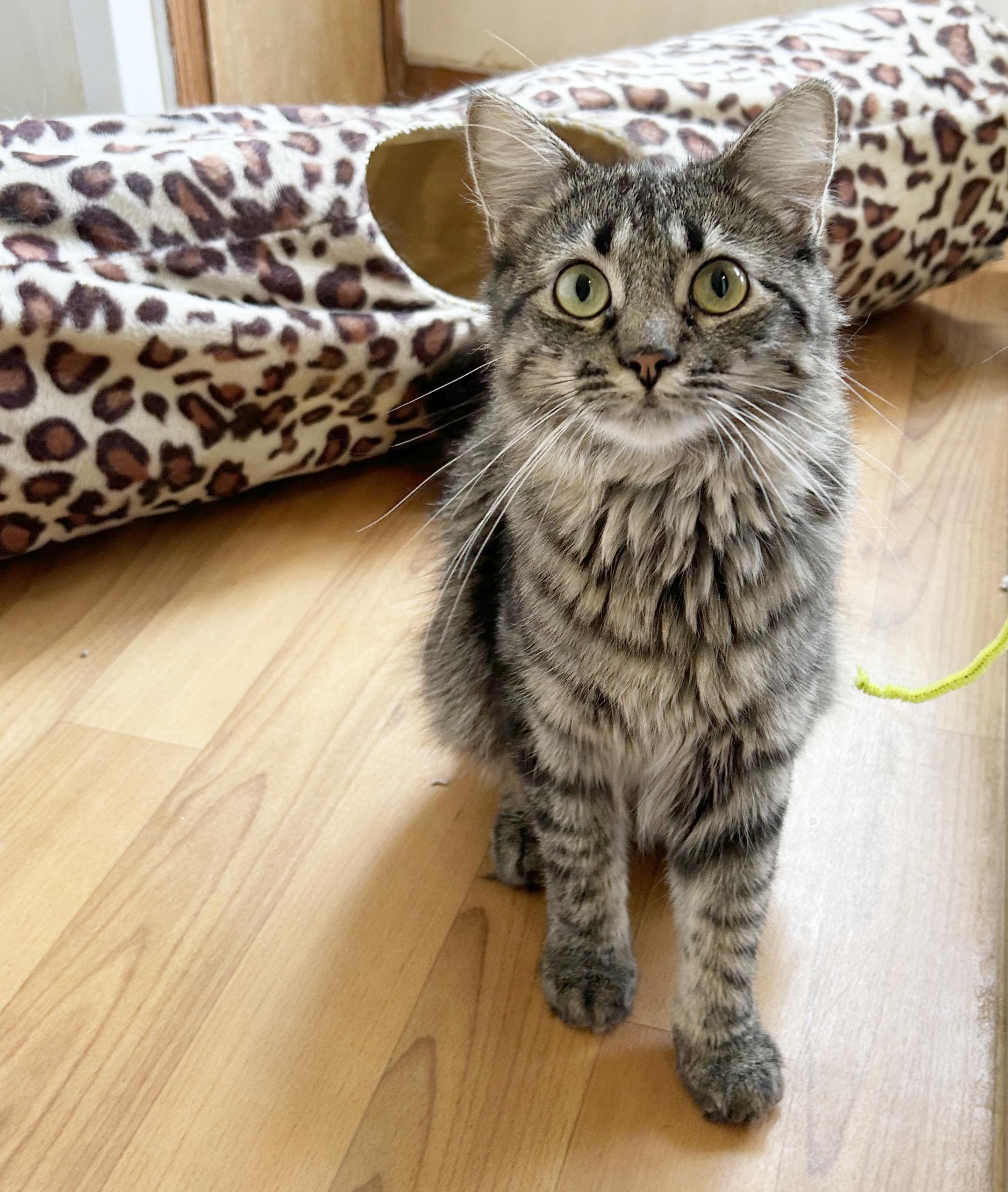 Enlarge Sabrina, a Adoptable Tabby in Parkville, MO image 3/6
