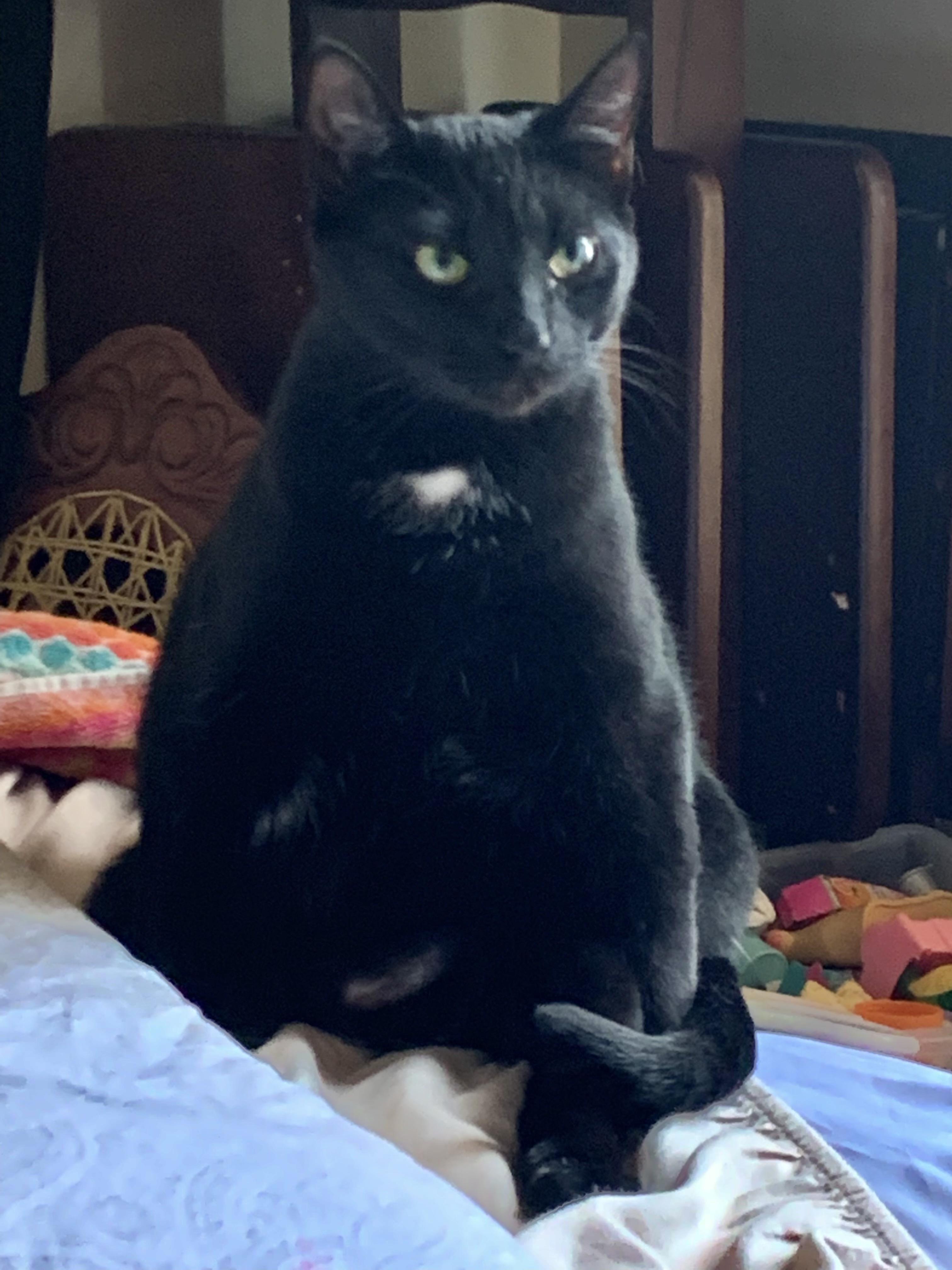 5 cats need homes! (Family homeless) *LOW FEE, a Adoptable Domestic Short Hair in Port Orange, FL image 6/6