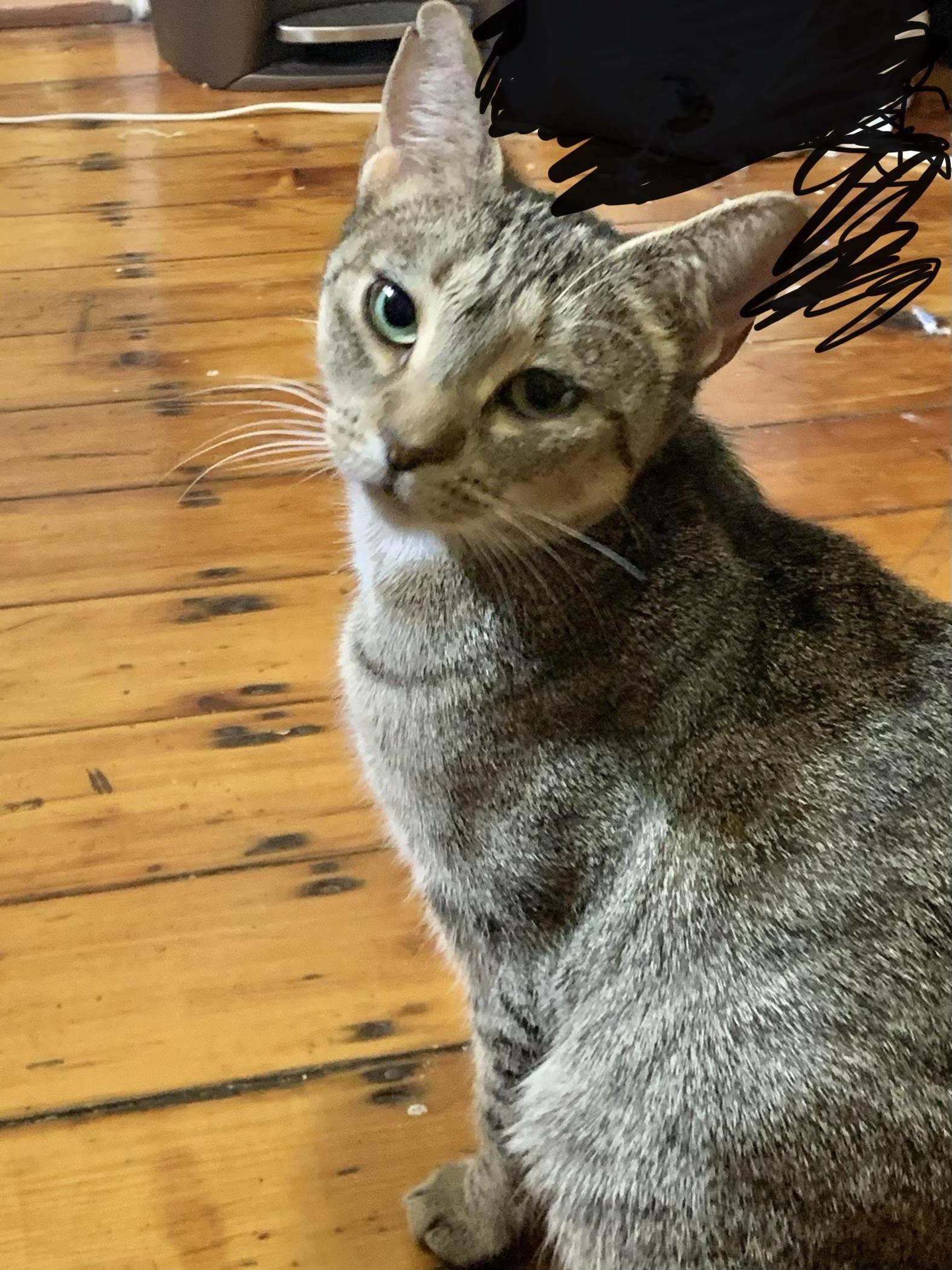 5 cats need homes! (Family homeless) *LOW FEE, a Adoptable Domestic Short Hair in Port Orange, FL image 5/6