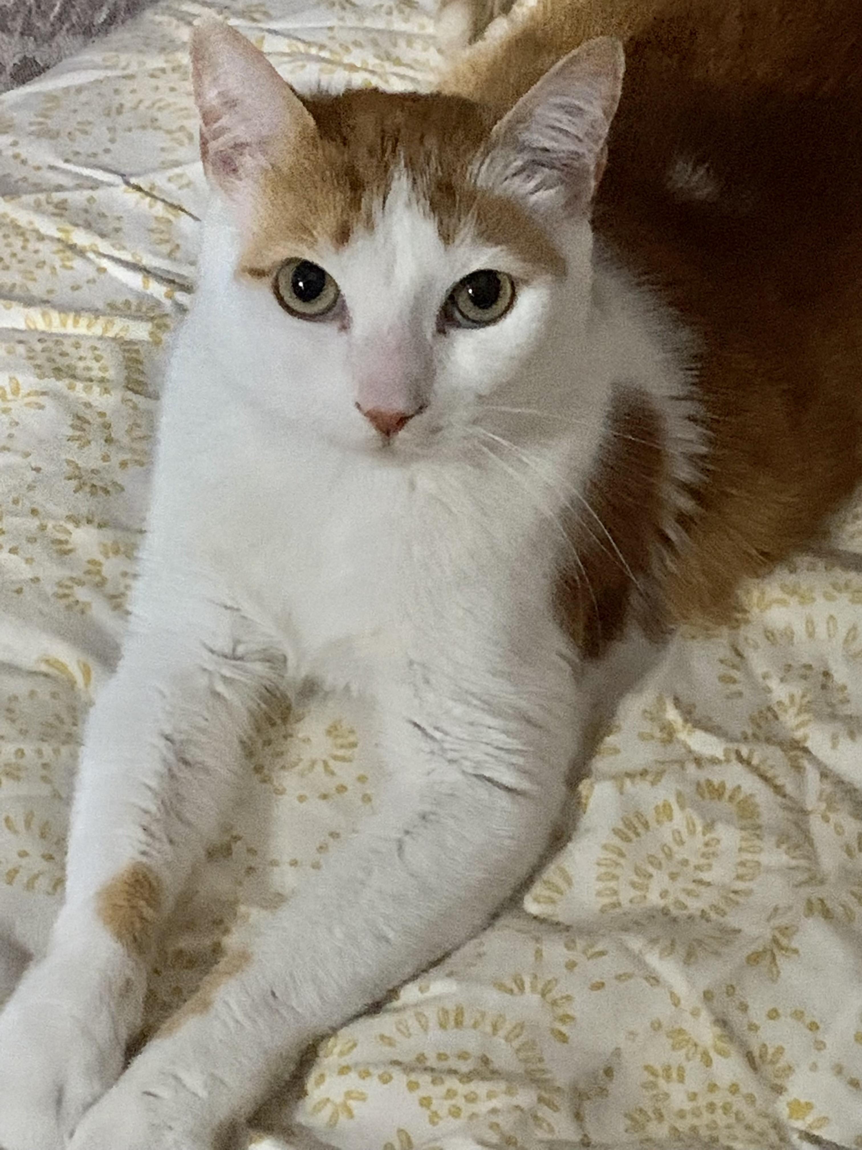 5 cats need homes! (Family homeless) *LOW FEE, a Adoptable Domestic Short Hair in Port Orange, FL image 2/6