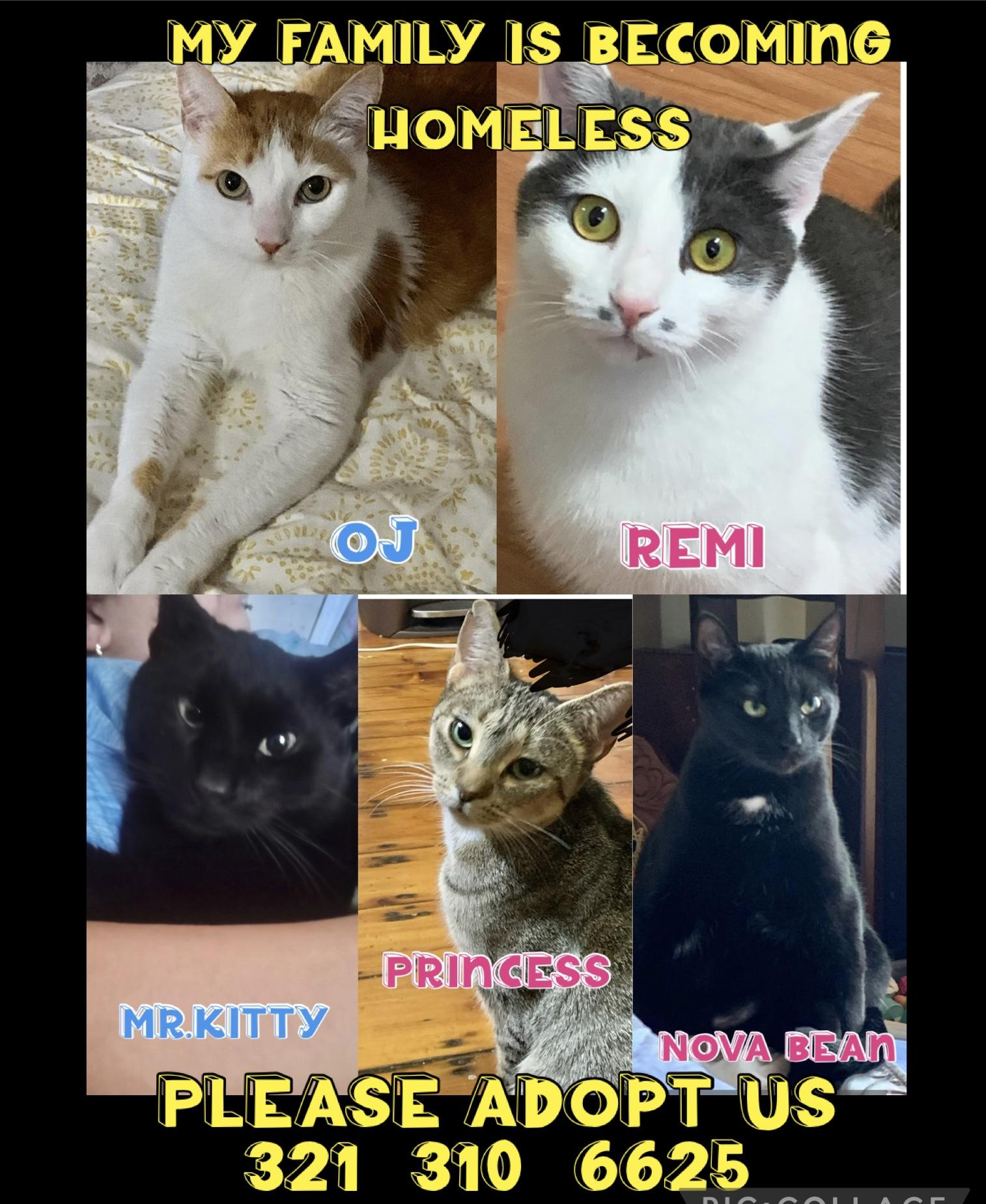 5 cats need homes! (Family homeless) *LOW FEE
