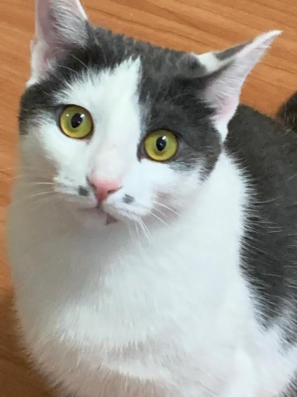 5 cats need homes! (Family homeless) *LOW FEE, a Adoptable Domestic Short Hair in Port Orange, FL image 3/6