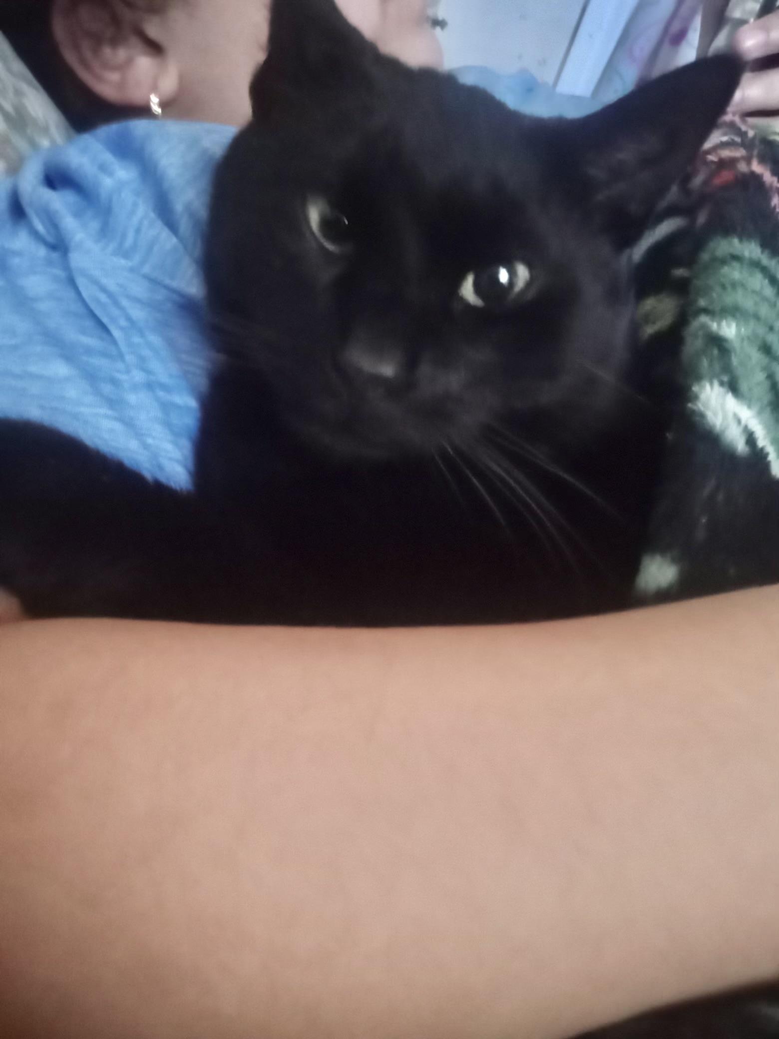 5 cats need homes! (Family homeless) *LOW FEE