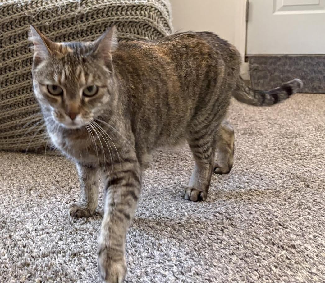 Meow Meow, Adoptable, Senior Female Torbie.