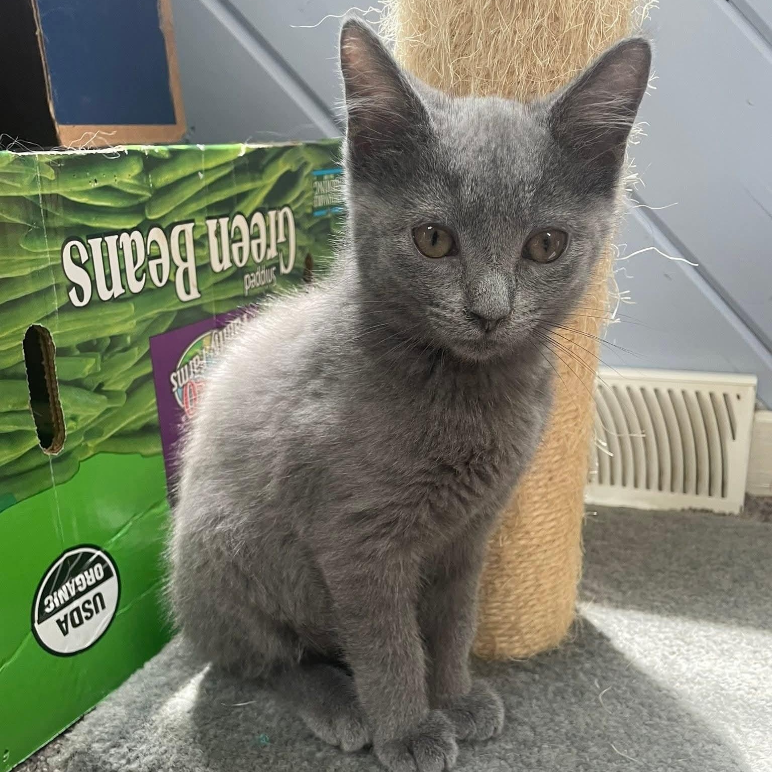 Nugget, Young Female Domestic Short Hair