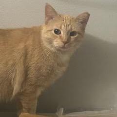 Peach, Adoptable, Adult Female Domestic Short Hair.
