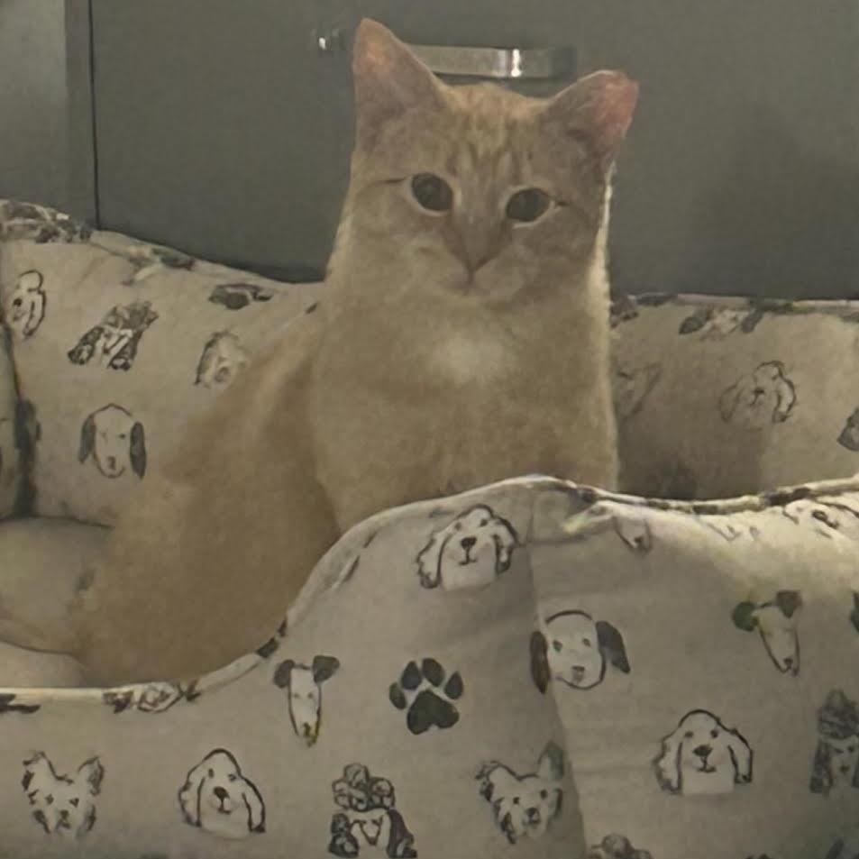 Peach, a Adoptable Domestic Short Hair in Madison, WI image 2/6