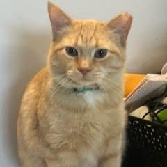 Peach, a Adoptable Domestic Short Hair in Madison, WI image 3/6
