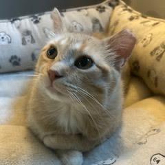 Peach, a Adoptable Domestic Short Hair in Madison, WI image 4/6