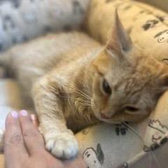 Peach, a Adoptable Domestic Short Hair in Madison, WI image 5/6