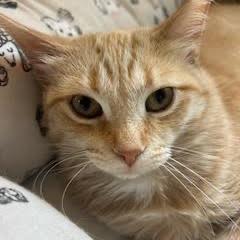 Peach, a Adoptable Domestic Short Hair in Madison, WI image 6/6
