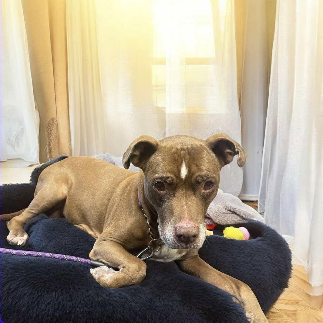 Molly (Foster Dog), Adoptable, Senior Female Pit Bull Terrier.