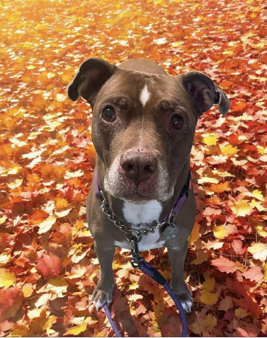 Molly (Foster Dog) — thumbnail 8